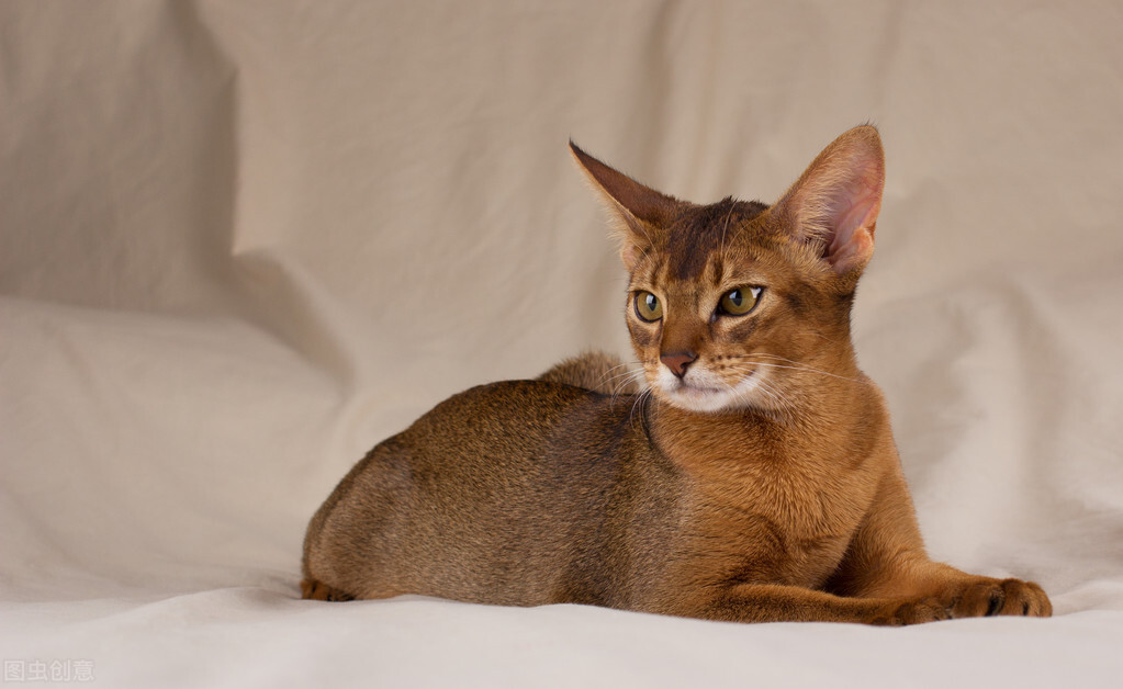 中华田园猫之中哪个猫最厉害,中华田园猫颜值高好养吗知乎