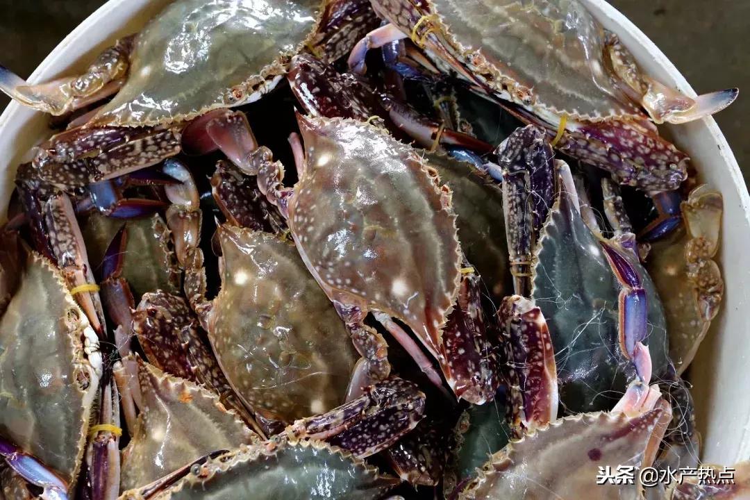 舟山梭子蟹为什么价格这么高,舟山梭子蟹价格为啥差那么多