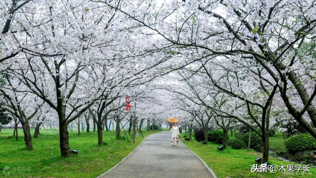 最佳赏樱攻略,2021赏樱攻略来啦快来看