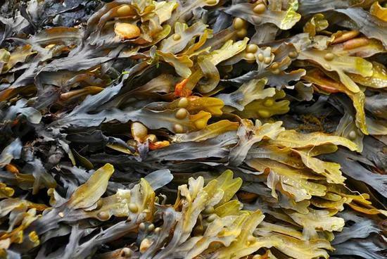 干货海产品视频,海产品干货的种类大全