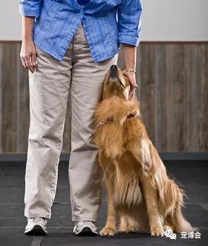 狗狗嗅陌生人的腿,狗狗为何喜欢嗅主人的尿