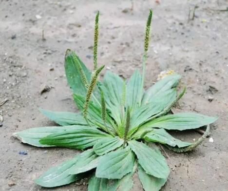 这些植物都是中药，你知道吗？