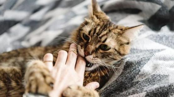 猫咪的十大坏习惯,猫咪十大常见病和预防方法