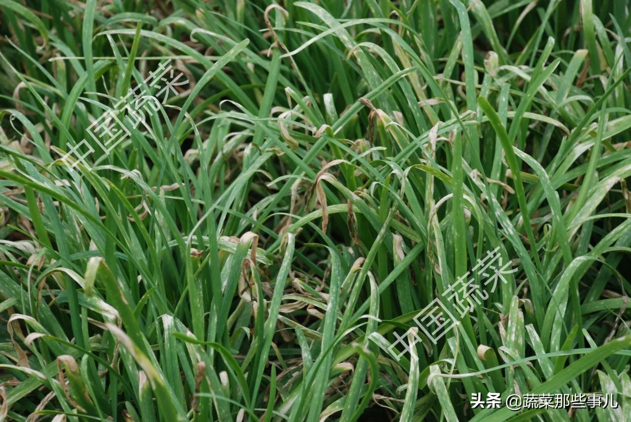 自己种的韭菜为什么干尖,韭菜干尖是什么原因怎样防治