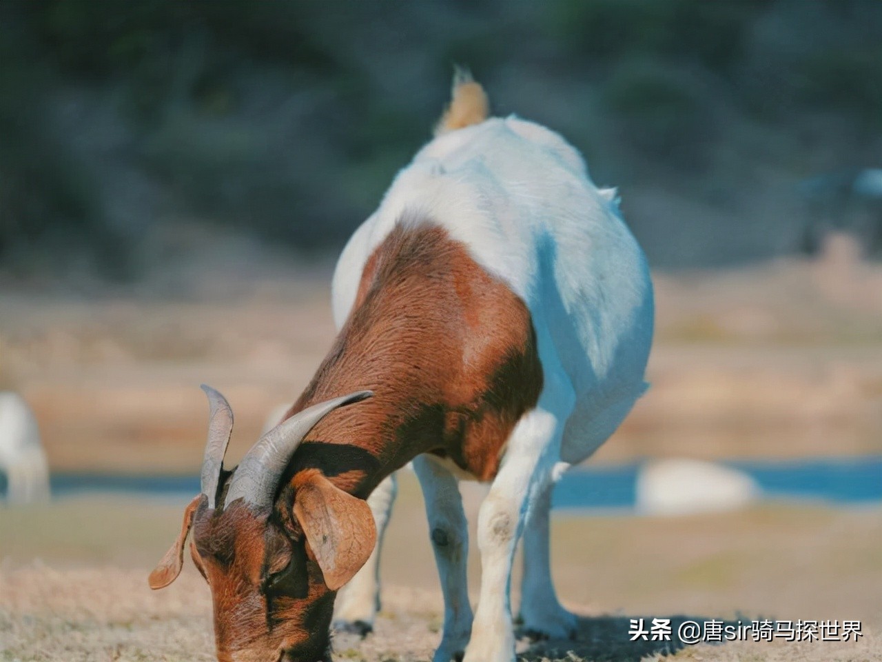 打卡南昌呼伦贝尔大草原,南昌呼伦贝尔草原行