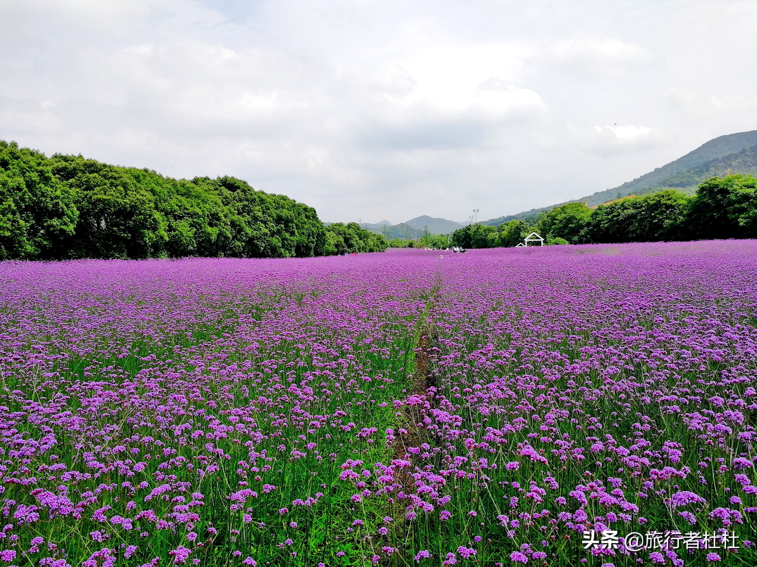 江北荪湖马鞭草花园,荪湖马鞭草花海要买票吗