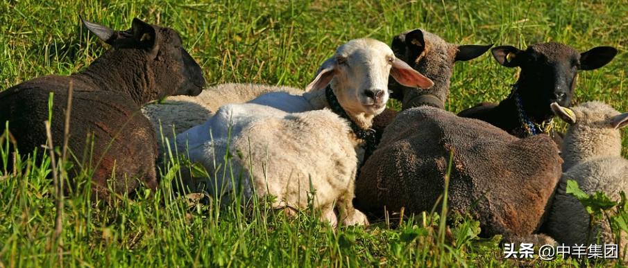 羊尿结石导致尿不出来怎么办,羊尿结石最快的排出方法