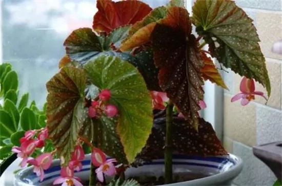 竹节海棠怎么养护长得好开花多,竹节海棠怎么养花开得多