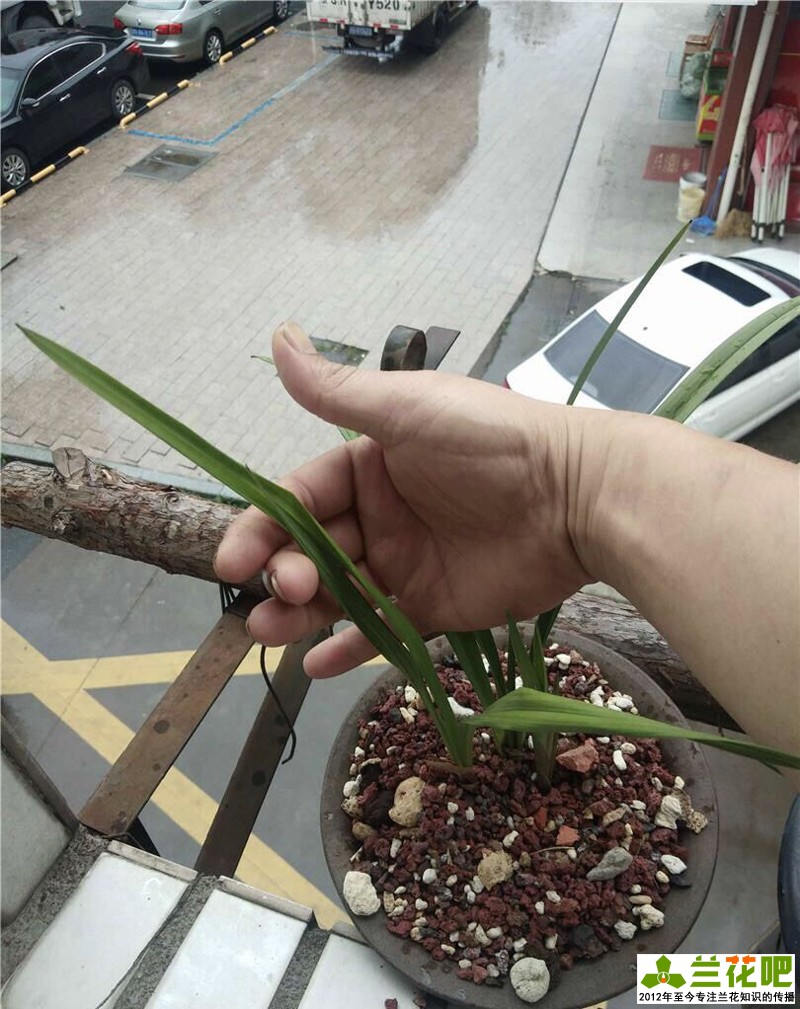 兰花叶片病害症状,兰花叶子脱水的表现