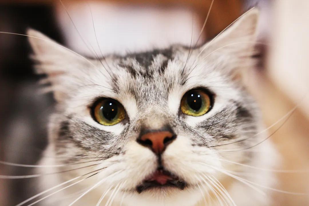 猫咪胡须对猫有什么影响,猫咪的胡子能招财吗