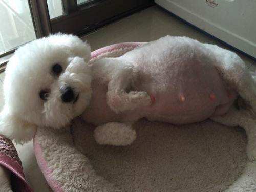 比熊犬毛太稀太软怎么办,比熊犬泪痕预防方法有哪些