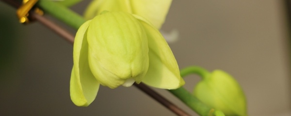 蝴蝶兰叶子发黄是啥原因,蝴蝶兰叶子发黄是什么原因