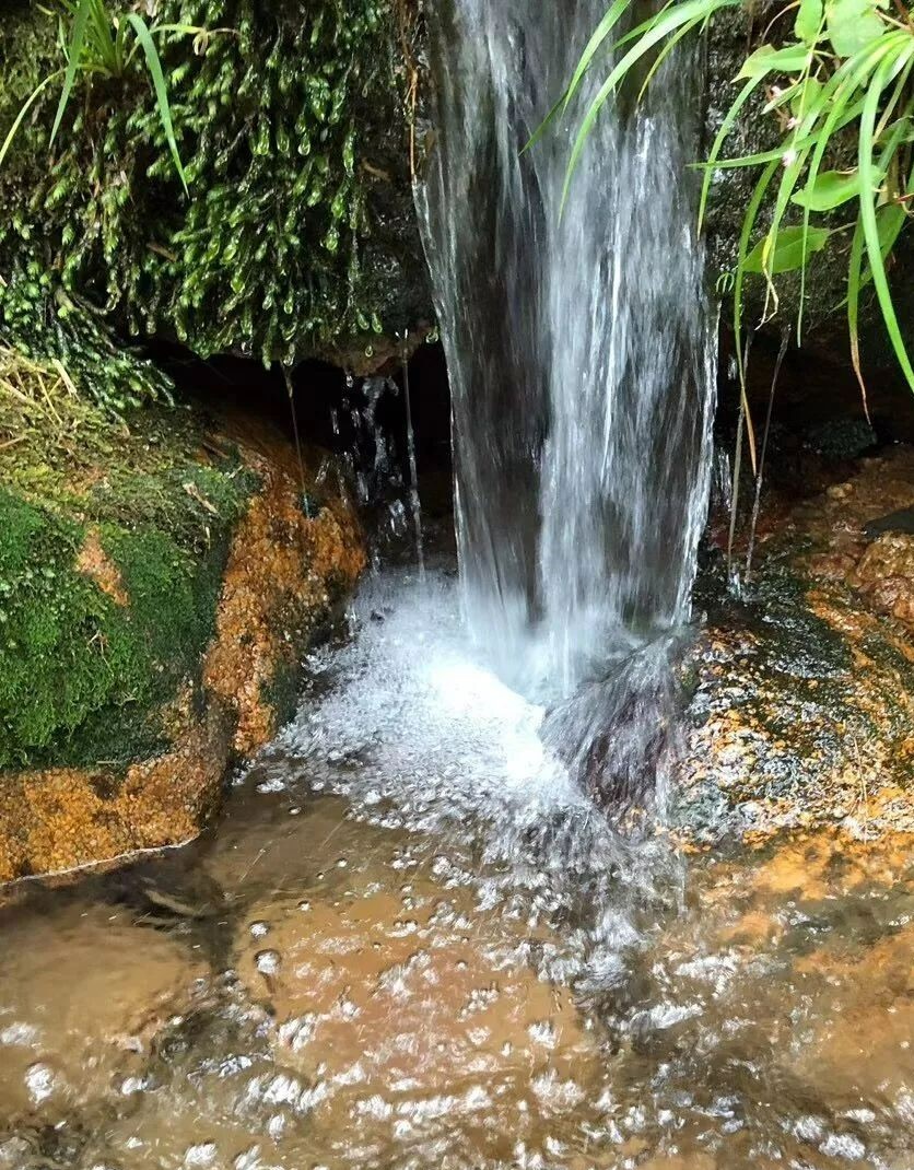 罕见的野生山龟,渔民捕获罕见龟