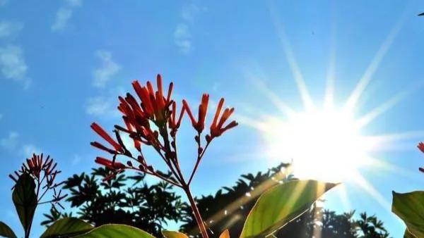 阳光是一种语言,阳光是一种语言朗诵视频