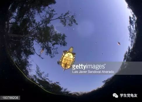 真假李逵——我们买到的“大河甜甜圈”是何许龟也?