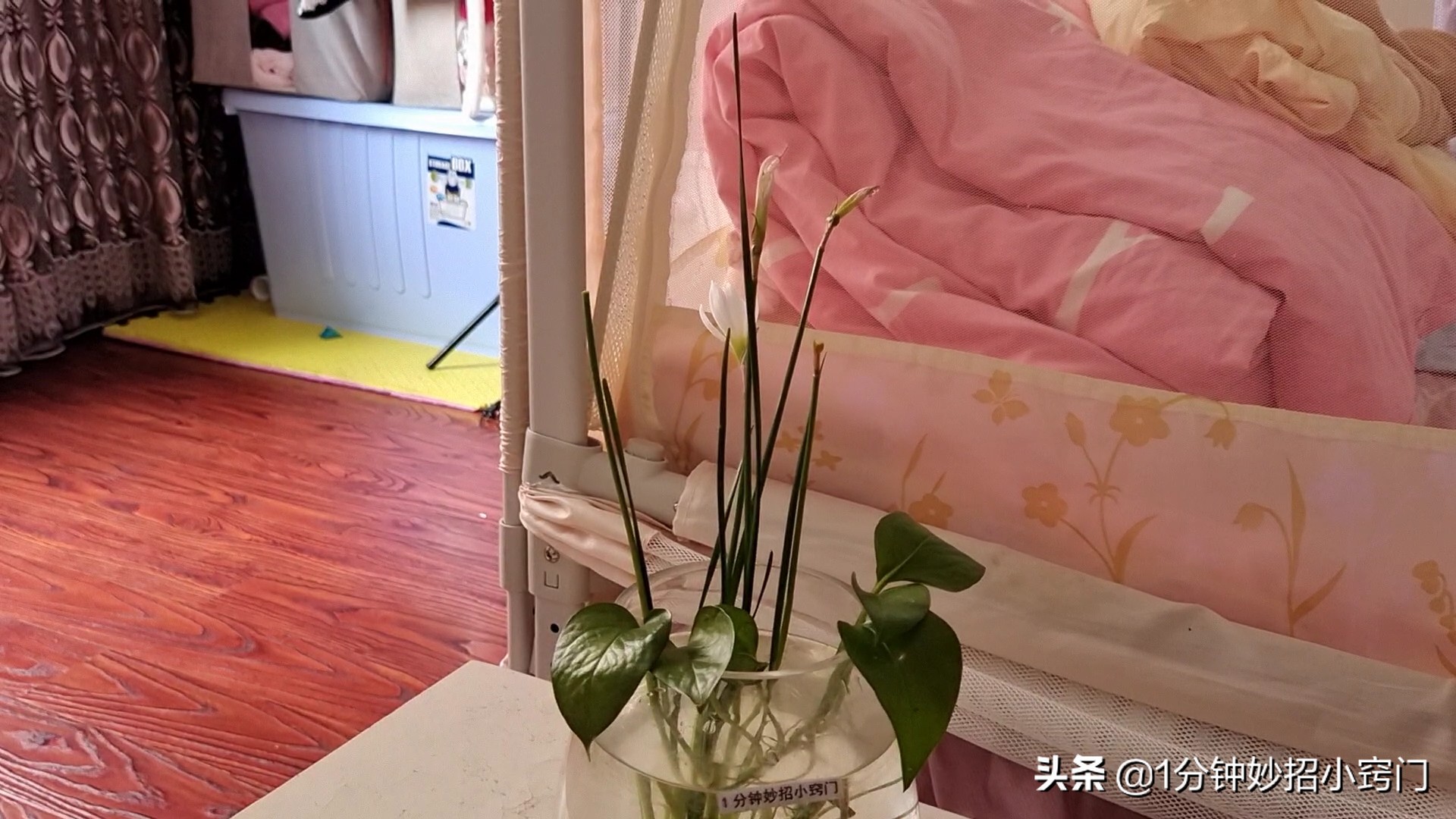 家里摆放绿萝这4个位置不能放,大绿萝摆放十大禁忌