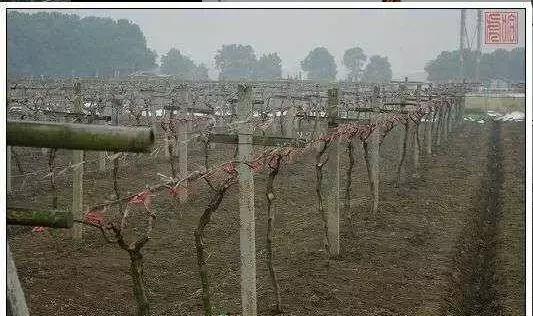 葡萄种植技术基本知识,葡萄种植技术视频培训