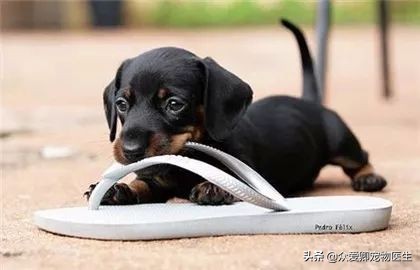 狗狗总是咬人不分轻重,狗狗总是咬人手