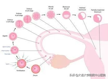【女性频道】一直怀孕失败?你可能要了解这些……