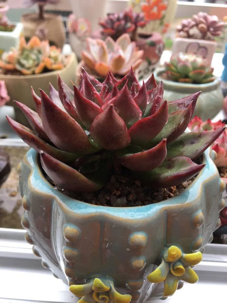 五颜六色的透明多肉,颜色超好看的多肉