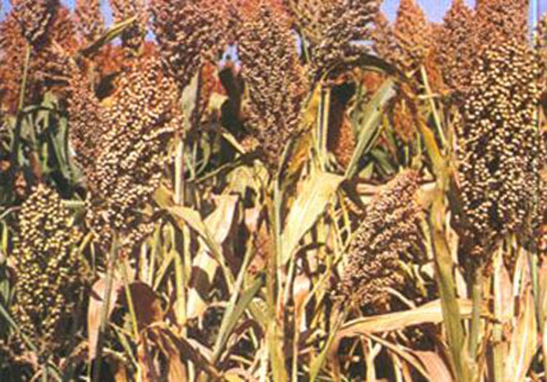 高粱的种植技术怎么种产量更高呢,高粱高产栽培技术收割时间