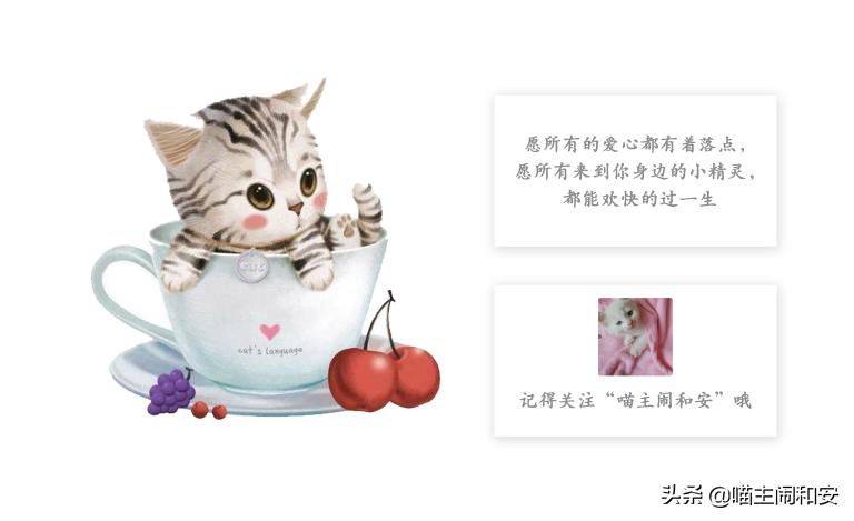 猫咪爪子为什么那么贱,盘点猫咪的爪子有多贱