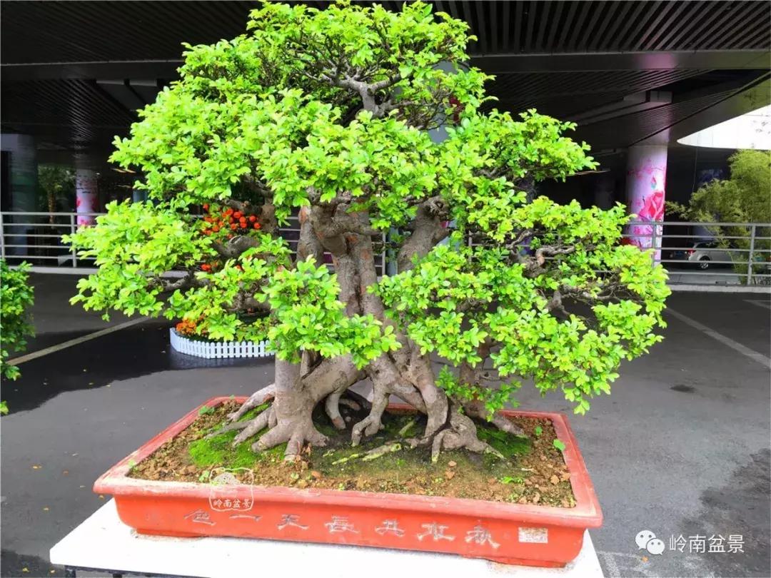 造型极美的盆景一起来欣赏,一组风吹出来的盆景欣赏动感十足