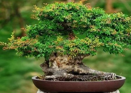 新手榆树盆景造型设计,榆树盆景造型设计教程