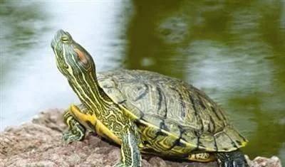 十二星座养什么宠物水瓶座,12星座适合养什么宠物狮子座