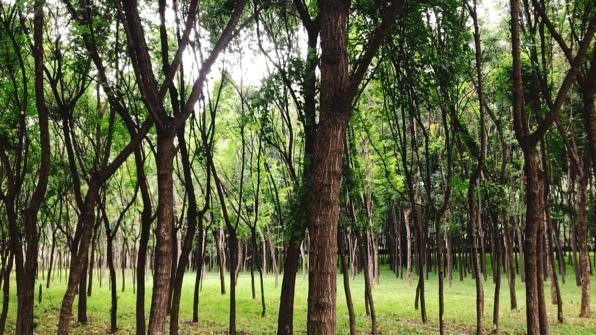西安花海小森林,西安周边适合郊游野餐的地方
