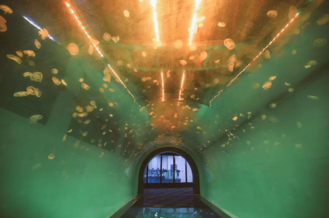 金牛湖野生动物王国过年去怎么样,金牛湖野生动物王国游玩时间