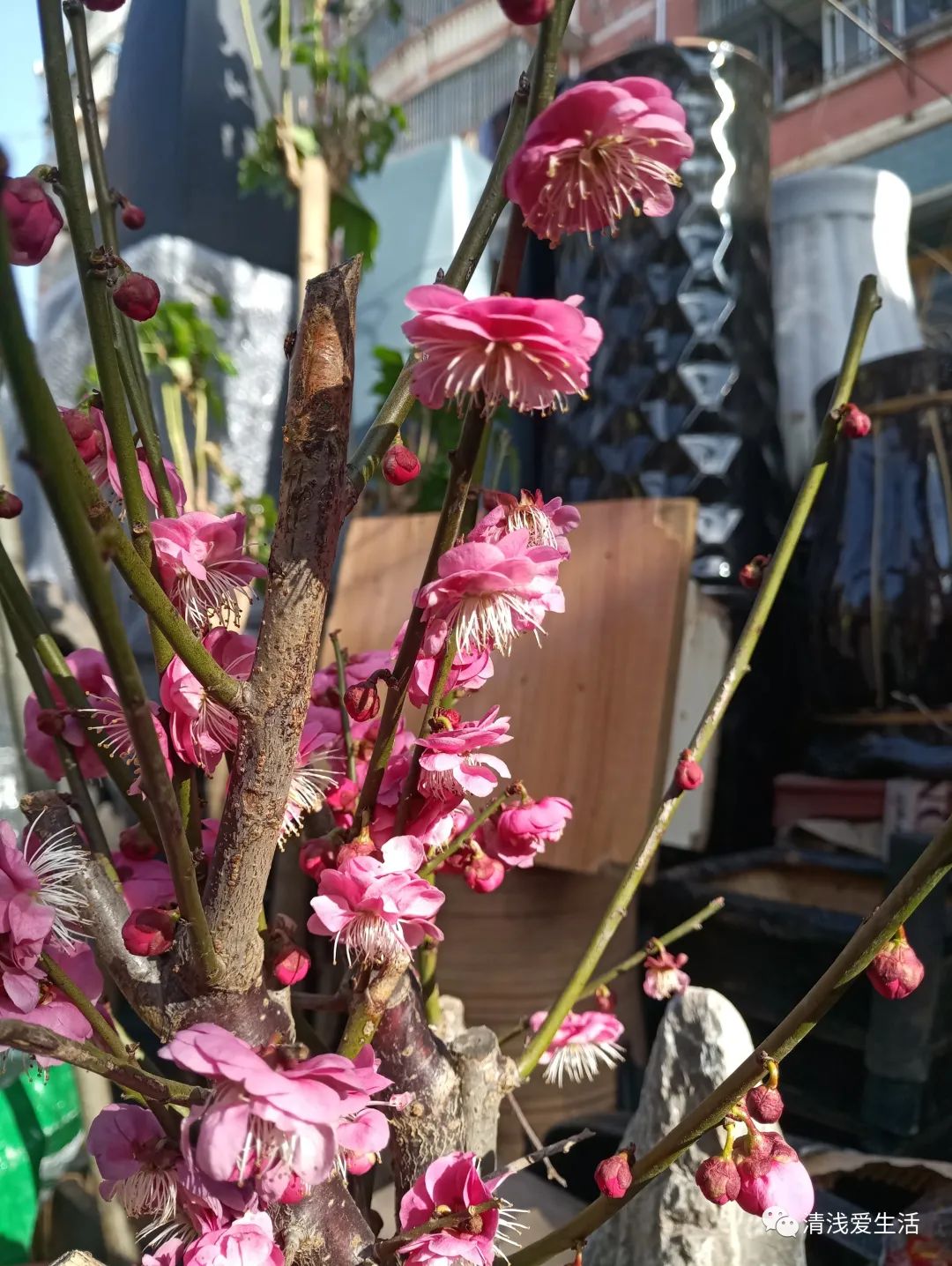 年味十足的花店,花店年味十足