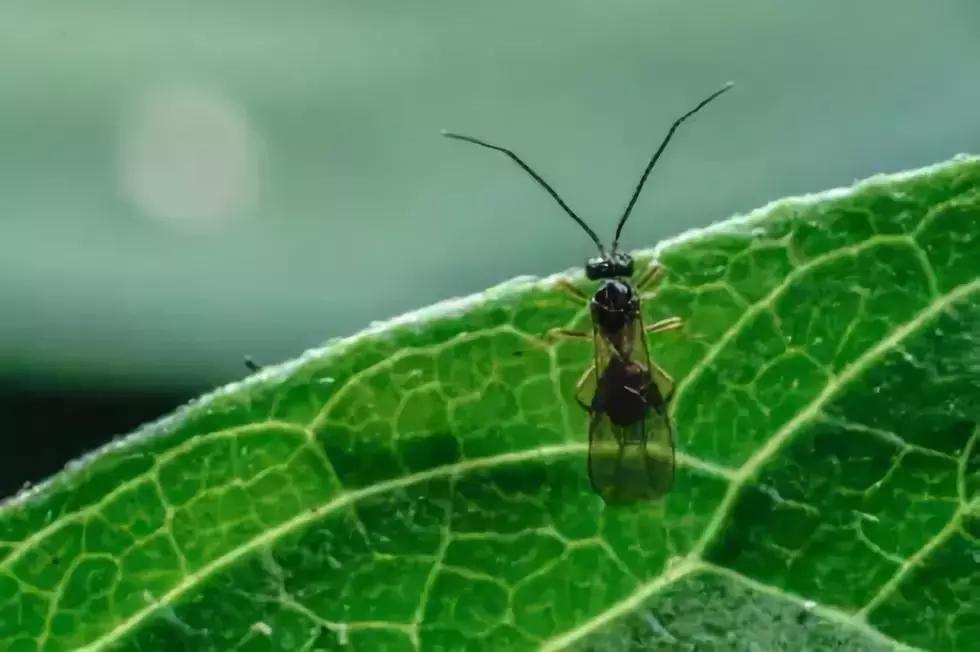 柑橘常见害虫高清图谱,柑橘常见害虫图片大全