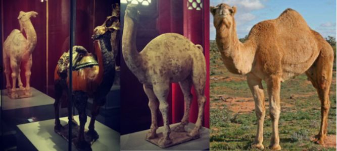 中国武备*物文**中的异域元素：印度梵文，波斯镔铁，非洲驴骡运军粮