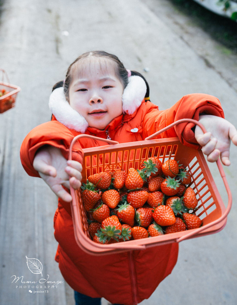 几百亩草莓采摘基地，无销售，不够卖，老板：绿色天然无公害