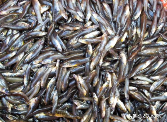 俗称大肚鱼,因灭蚊而引进,如今在国内泛滥,网友:油炸倍儿香