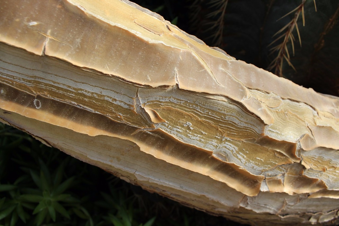 哪一种芦荟长得最矮又好养,最好养的芦荟排名