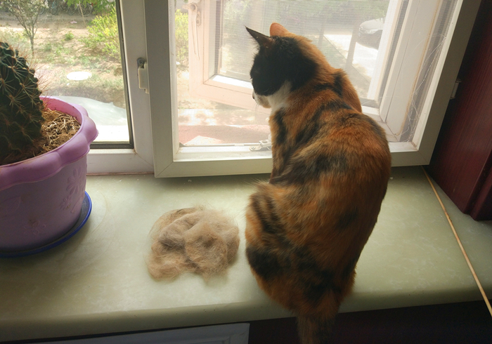 养猫发现有小飞虫,换季养猫注意事项千万别害了猫命