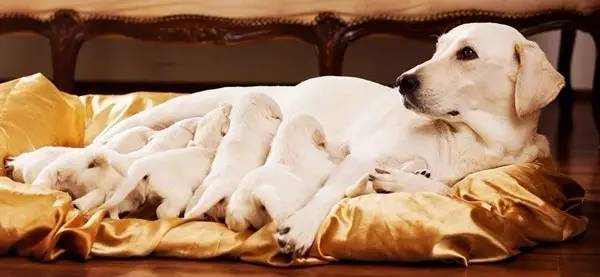 狗狗坐月子该注意什么,狗狗例假期间注意哪些