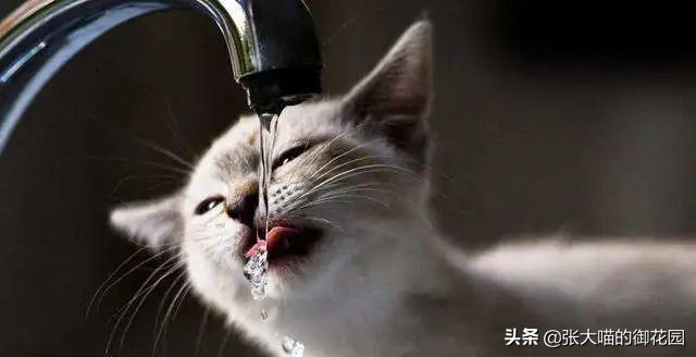 宠物饮水机漏电又爆炸？怎样才能选到安全放心的宠物饮水机？