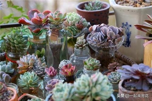 多肉腐黑能变好么,多肉黑应急处理方法
