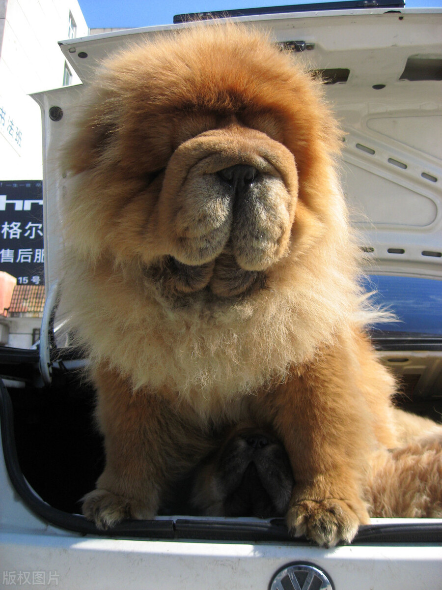 生活中松狮犬的养护须知是什么,松狮犬该怎么养这篇文章为你解读