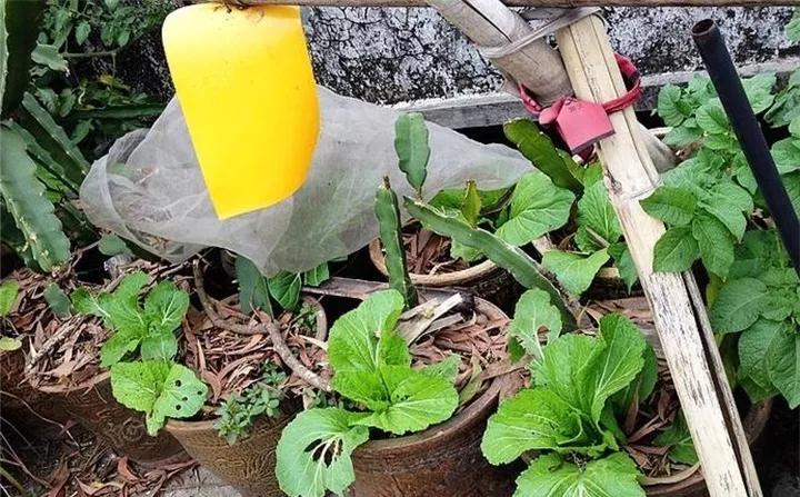 养花的虫害分类及防治,养花如何预防虫害视频教程