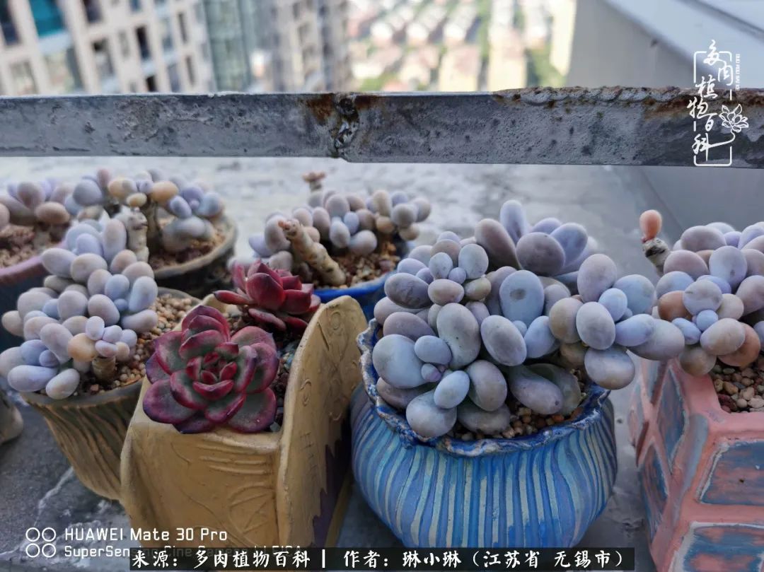 又到多肉变美时，一切都鼓励我积极向前