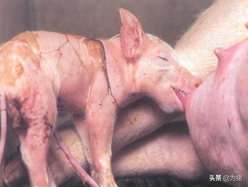 母猪产仔为什么会有死胎,母猪影响胚胎存活主要原因有哪些