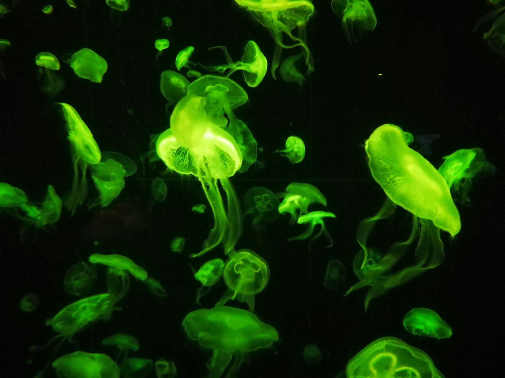 荧光蛋白发光激发,荧光蛋白在生命科学领域中的应用