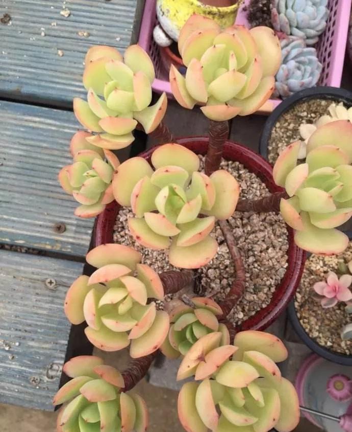 养了8年的“老桩”,价值2000块,这样的碧桃多肉,你舍得买吗?