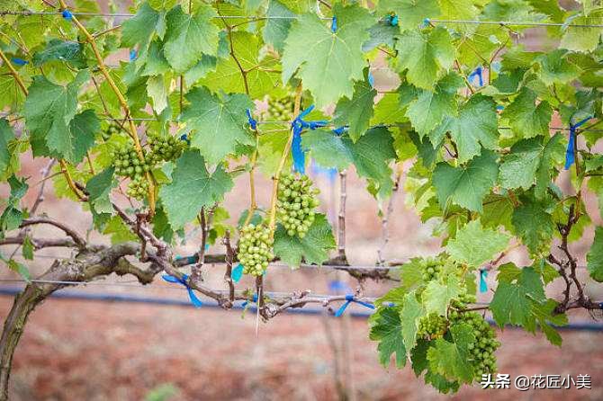 四季开花又耐寒的爬藤植物有哪些,好养的户外爬藤花卉植物有哪些
