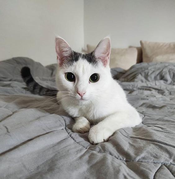 猫咪睡觉突然抽搐了一下是做梦吗,猫咪做梦抽搐