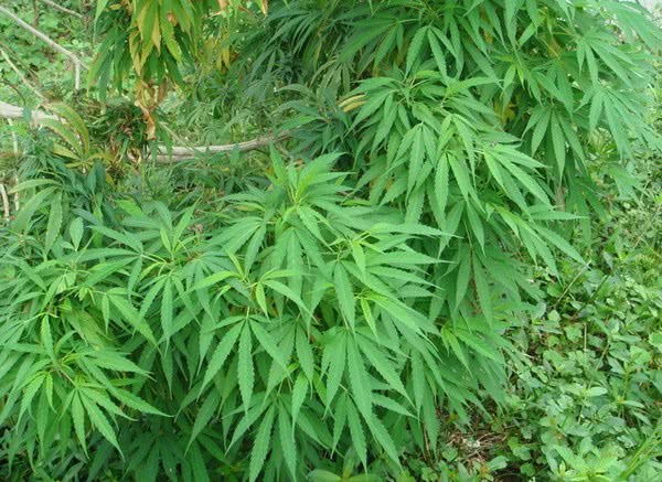 巴马美食推荐必吃火锅,巴马县当地人吃的美食